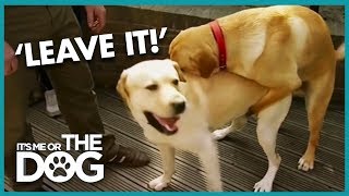 How to Stop Your Dog Humping  Its Me or the Dog [upl. by Doloritas]