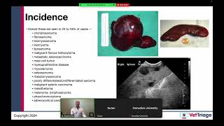 Zomedica sponsored webinar l Hemoperitoneum l Spleen l VetGuardian l July 17 2024 [upl. by Bamby]