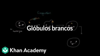 Glóbulos brancos [upl. by Amein806]