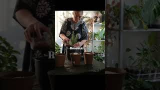 Potting Up Indoor Herbs 🌿  Container Gardening [upl. by Ellehcyt836]