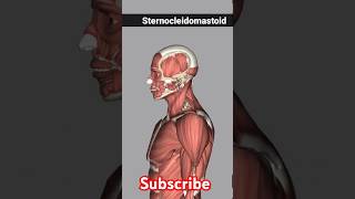 sternocleidomastoid muscle anatomy  sternocleidomastoid muscle foryou shorts [upl. by Kcirtapnhoj]