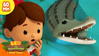 RUN THE CROCODILE IS COMING  FEROCIOUS ANIMALS  Leo the Wildlife Rangers  Kids Cartoon [upl. by Sedrul]