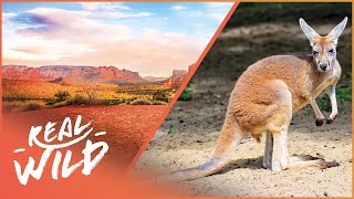 Surviving The Harsh Australian Outback  Australias Wild Places  Real Wild [upl. by Sakram]