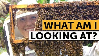 HOW TO READ A FRAME Inside a Beehive  Beekeeping Made Simple [upl. by Buckingham742]