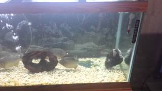 Short clip of my Piranhas eating a large fish [upl. by Tenrag]