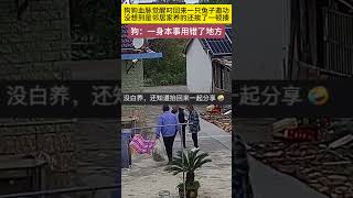 狗狗血脉觉醒叼回来一只兔子邀功，没想到结局尴尬了 萌宠 搞笑 宠物生活 [upl. by Goulder]