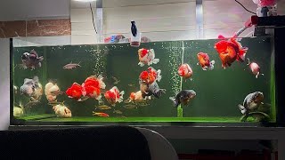 My oranda and ranchu tank🥰 [upl. by Iddet805]