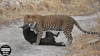 El Leopardo Acecha Y Se Come A Un Perro Estúpido ¿Y Qué Pasó Después  Animales Salvajes [upl. by Sirron970]