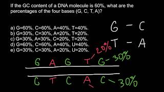 How to find percent of the bases in DNA Chargaffs rule [upl. by Flint523]