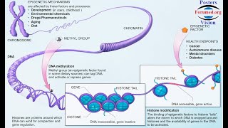 Epigénétique conférence Epigenetic modifications cancer Control Gene expression Biologie Moleculaire [upl. by Adara]