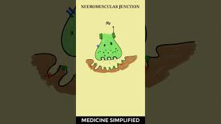 Neuromuscular Junction  Neuromuscular Junction structure  Neuromuscular Junction Physiology [upl. by Selway689]