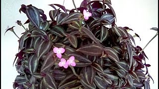 Tradescantia zebrina in bloom [upl. by Glenna]