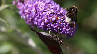 Come e quando potare la Buddleja davidii o Albero delle Farfalle [upl. by Melborn]