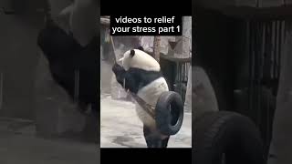 Videos to relief your stress part 1animals funny shorts yt [upl. by Cadmann]