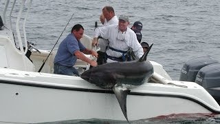 Shark Fishing  New England  480lb Thresher Shark [upl. by Aguayo806]