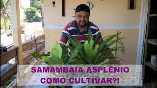 SAMAMBAIA ASPLÊNIO  COMO CULTIVAR [upl. by Alathia784]