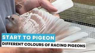 Start to pigeon 10 different colours of the racing pigeon [upl. by Leva]