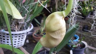 wowKuncup Bunga Anggrek Knop Coryanthes macrantha mirip Bunga Turi  Sesbania grandiflora [upl. by Abshier]