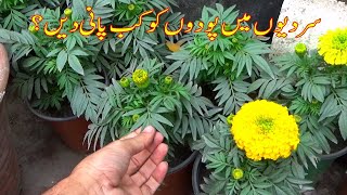 Plants ko pani kab dena chahiye Optimal watering schedule for plant growth [upl. by Fablan]