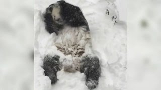 Em meio a tempestade nos EUA panda se diverte na neve em Washington [upl. by Noseimaj]