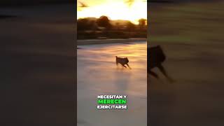 Entrenamiento Canino Paciencia y Ejercicio son Clave [upl. by Meerek]