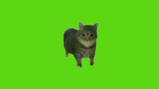 oo ee a e a Cat Green Screen [upl. by Ahsiak969]