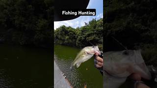 Fishing hunting fishinglife fishtank fisherman fishvideo river aquarium catfish fish craft [upl. by Siramed221]