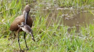 Hamerkop swallows a big frog [upl. by Nevins]