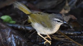 Canto do pulapularibeirinho Phaeothlypis rivularis  Neotropical River Warbler [upl. by Llenroc]