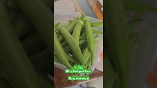 Backyard Farm Fresh Okra Everyday [upl. by Billen583]