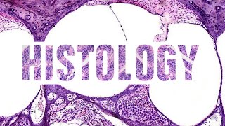 Epithelial junctions  Part 1 [upl. by Nileek]