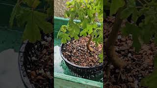 How To Fully Water Your Bonsai Trees [upl. by Weld]