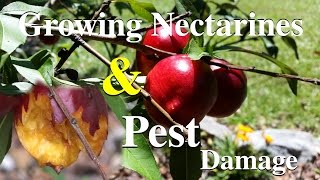 Nectarine Growing amp Fruit Damage By Pests [upl. by Rafa]