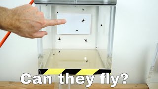 Can Flies Actually Fly in a Vacuum Chamber [upl. by Okimuy]