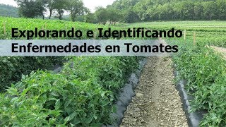 Explorando e Identificando Enfermedades en Tomates [upl. by Trace]