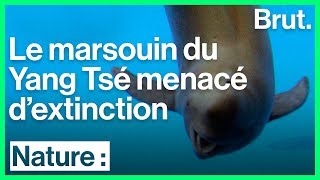 Le marsouin du Yang Tsé est en danger critique dextinction [upl. by Locin]