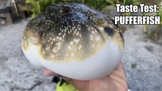 The Deadliest Catch amp Cook PUFFERFISH FUGU [upl. by Yelsew]