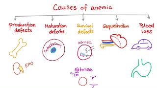 Anemia  Causes and Mechanisms  Fatigue and Pallor  Hematology Series [upl. by Goldsworthy]