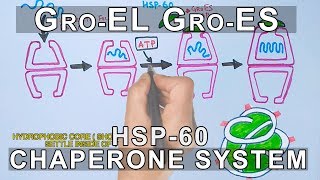 Mechanism of Chaperone Assisted Folding  Gro ELES System [upl. by Kiele385]