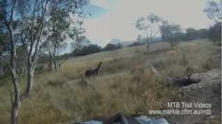 GoPro video of Mountain Bike Emu attack [upl. by Pompea]