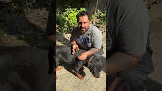 Rottweiler Bubzee Ban Gaya NaMard shorts dogs rottweiler youtubeshorts namitaology trending [upl. by Animsaj439]