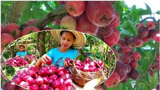 Harvested Macopa Fruit to make macopa jellyBerna Homeres [upl. by Stilu]