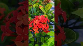 Gardening Tips  ixora coccineagardening plantation gardenixora [upl. by Akerdna]