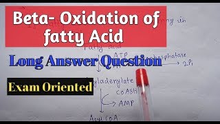 B Oxidation of fatty acid  biochemistry  digestion of Fat [upl. by Huba]