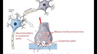 Microscopische bouw en werking van het brein [upl. by Anit459]