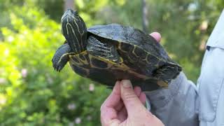 Yellowbellied slider vs redeared slider from quotLowcountry Turtlesquot [upl. by Nonnahsed]