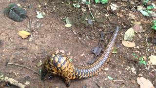 Black Bellied Pangolin Video [upl. by Yxor]