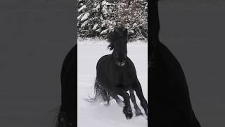 Majestic Black Stallion Friesian Horse Galloping in Snowy Wonderland [upl. by Tombaugh]