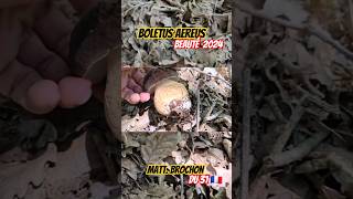 Le cèpe bronzé Boletus aereus merveille 2024  cepes asmr nature champignons [upl. by Einama909]