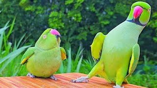 Green Parrot Talking Sounds  Voices [upl. by Eitsirhc]